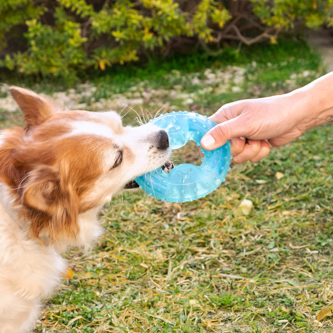 Glubiz gefrierfähiges Hundespielzeug 2-in-1 – Detailansicht 3