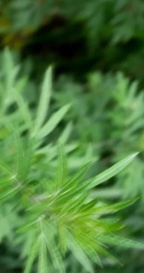 maar Spring of Youth Parfümöl 10 ml – Detailansicht 3