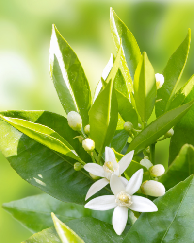 Neroli Reinigungscreme-Schaum, 200 ml – Detailansicht 4