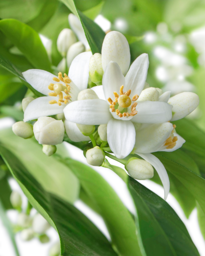 Sanft reinigendes Neroli-Mizellenwasser, 200 ml – Detailansicht 2