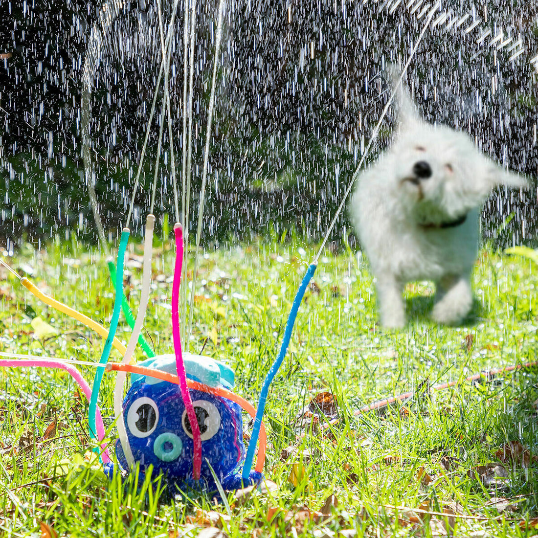 Pack Riesiger aufblasbarer Bumper-Bubble-Ball und Wassersprinkler-Spielzeug – Detailansicht 2