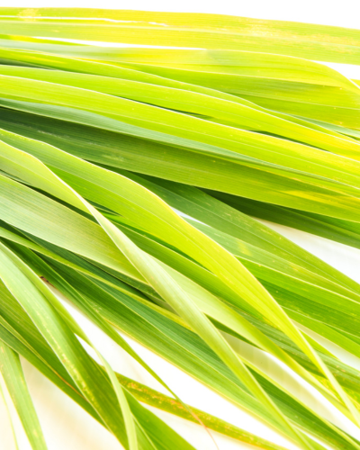Wild Lemongrass Dusch- und Handwaschgel, 300 ml – Detailansicht 1