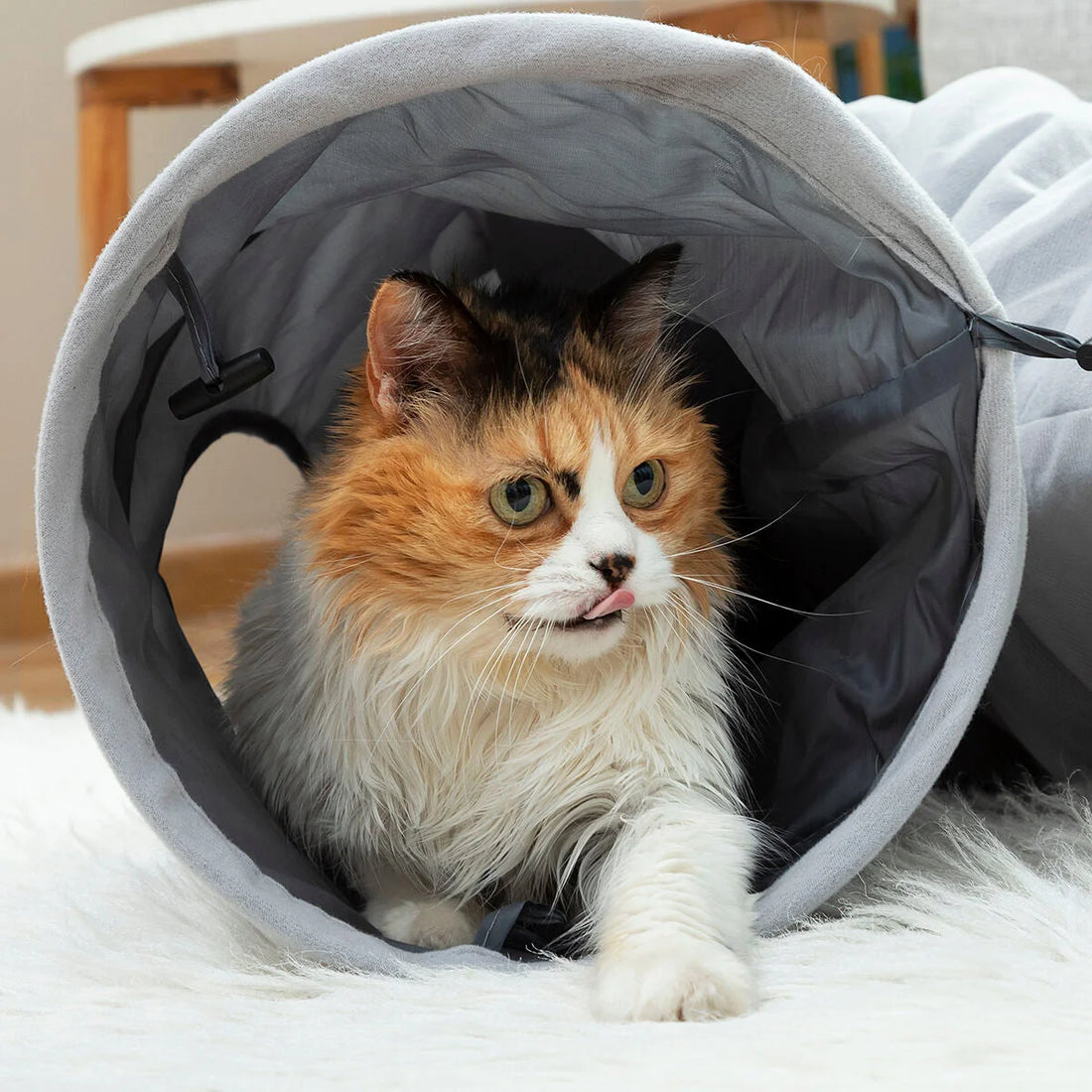 Funnyl faltbarer Katzentunnel, 114 cm – Detailansicht 5