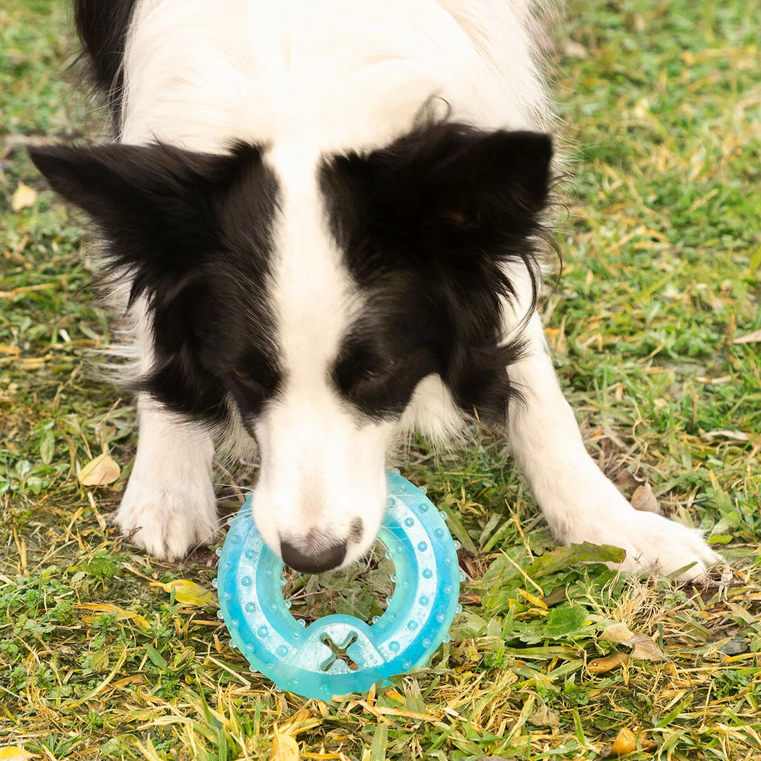 Glubiz gefrierfähiges Hundespielzeug 2-in-1 – Detailansicht 5
