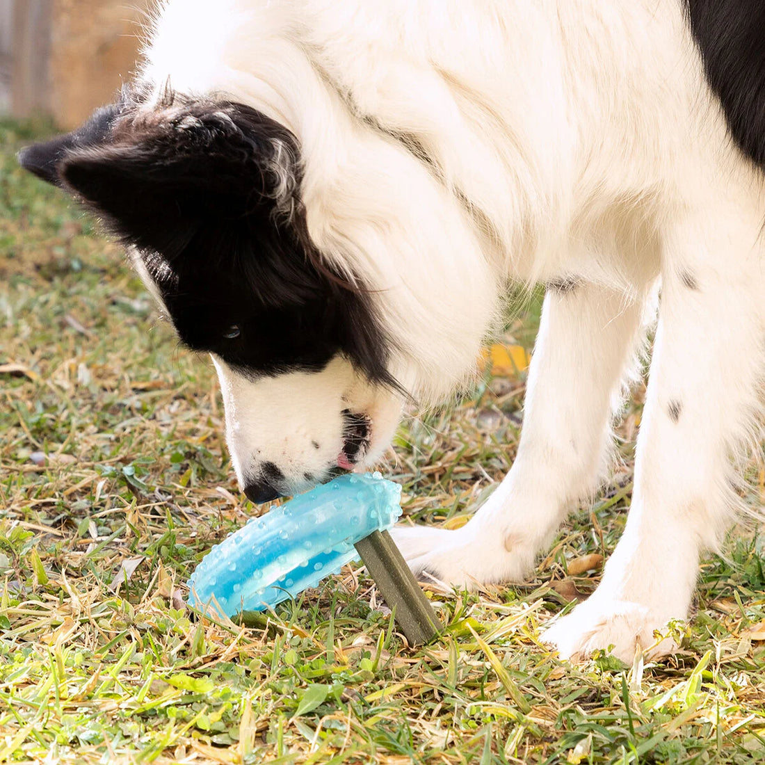 Glubiz gefrierfähiges Hundespielzeug 2-in-1 – Detailansicht 3