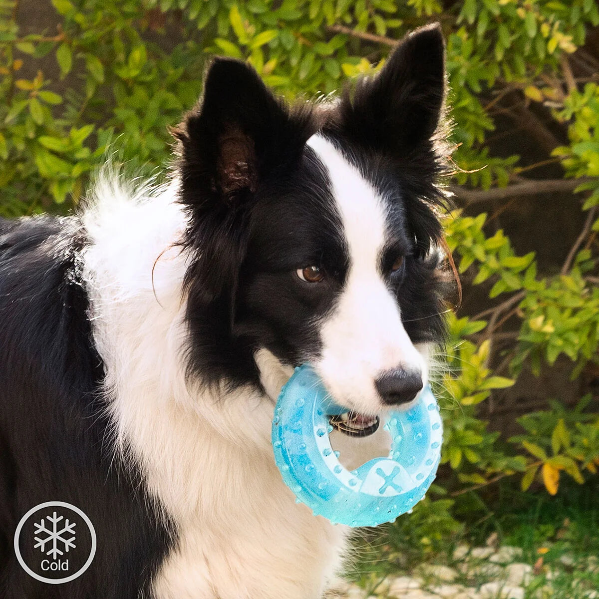 Glubiz gefrierfähiges Hundespielzeug 2-in-1
