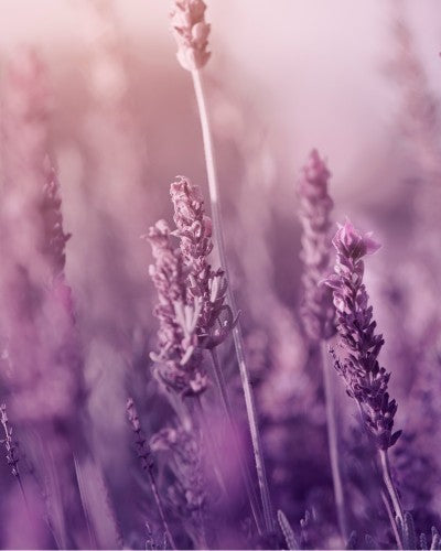 Natürliches Körperpflege-Geschenkset „Enchanting Lavender“ – Detailansicht 3