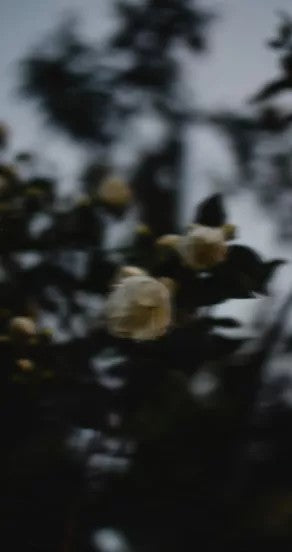 maar Midsummer Parfümöl 10 ml – Produktansicht 5