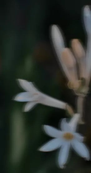 maar Midsummer Parfümöl 10 ml – Detailansicht 2